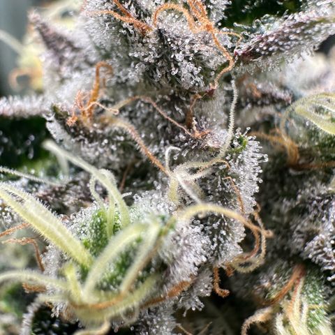 CxLAZ #15 52g growlog timeline photo