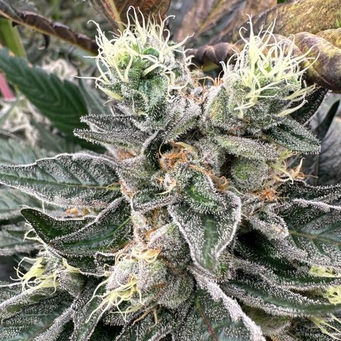 CxLAZ #16 50.72g growlog photo: Possible fox tailing