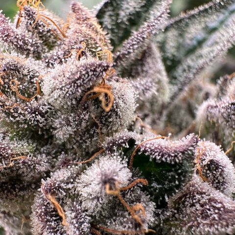 Misc x (LA Kush x Zkittles) #10 growlog timeline photo