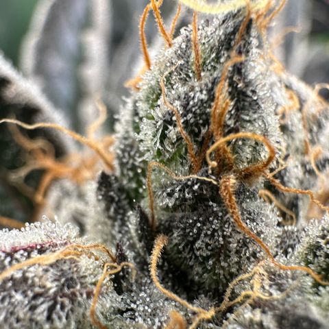 CxLAZ #11 50.28g growlog timeline photo