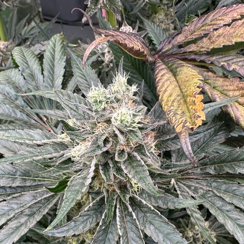 CxLAZ #14 53.59g growlog timeline photo