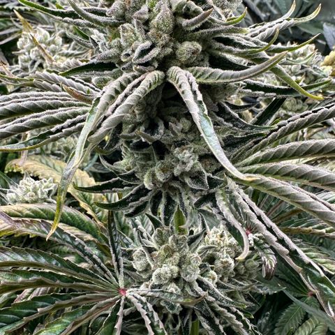 Misc x (LA Kush x Zkittles) #26 60.7g growlog timeline photo