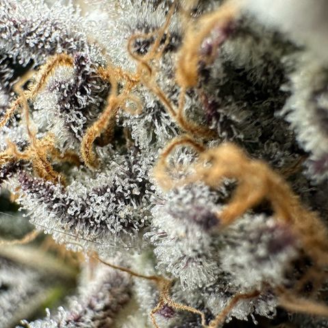 Misc x (LA Kush x Zkittles) #37 42.26g growlog timeline photo