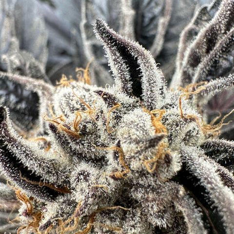 Misc x (LA Kush x Zkittles) #37 42.26g growlog timeline photo