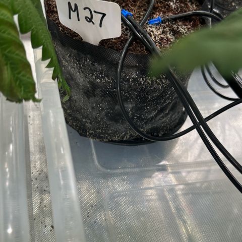 Misc x (LA Kush x Zkittles) #27 33.12g growlog timeline photo
