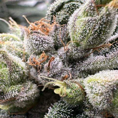 Misc x (LA Kush x Zkittles) #23 28.19g growlog timeline photo