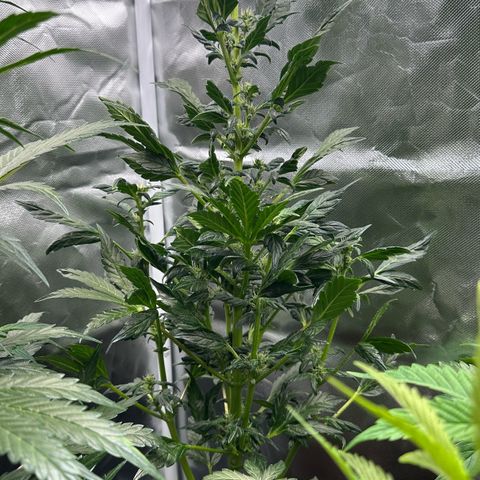 Auto Think Different  #3 growlog timeline photo