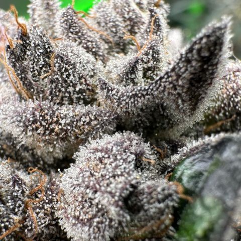 Misc x (LA Kush x Zkittles) #27 33.12g growlog timeline photo