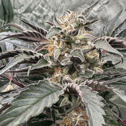 Misc x (LA Kush x Zkittles) #37 42.26g growlog timeline photo