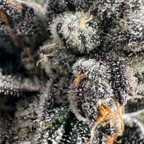 Misc x (LA Kush x Zkittles) #22 34.14g growlog timeline photo