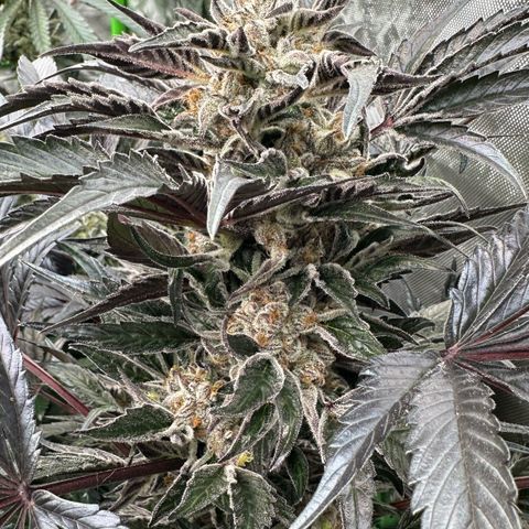 Misc x (LA Kush x Zkittles) #37 42.26g growlog timeline photo