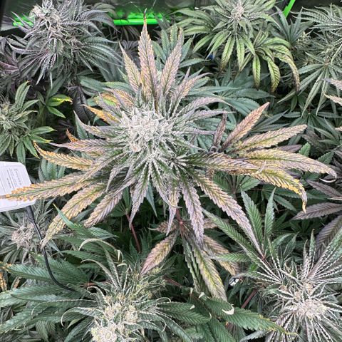 Misc x (LA Kush x Zkittles) #29 25.69g growlog timeline photo