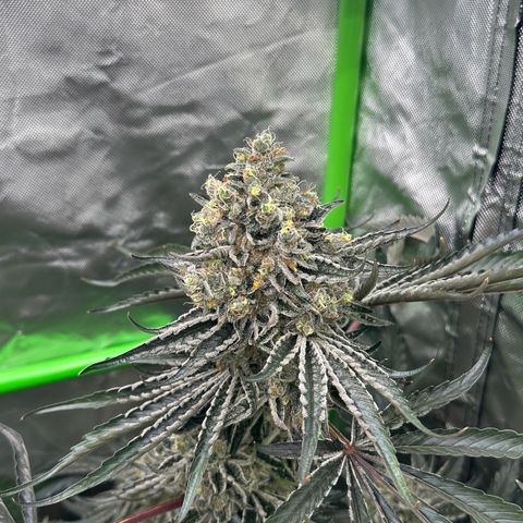 CxLAZ #24 37.13g growlog timeline photo