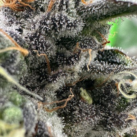 CxLAZ #24 37.13g growlog timeline photo