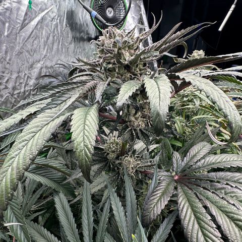 Misc x (LA Kush x Zkittles) #27 33.12g growlog timeline photo