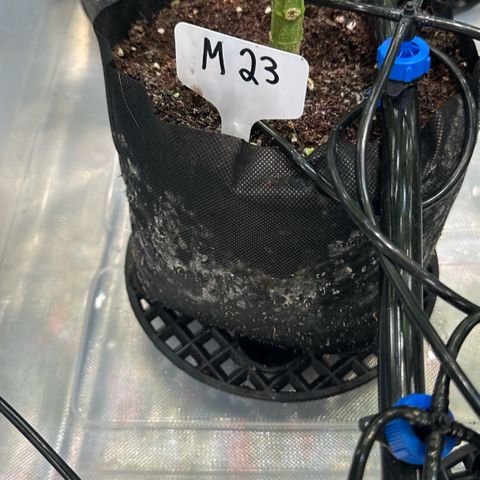 Misc x (LA Kush x Zkittles) #23 28.19g growlog timeline photo