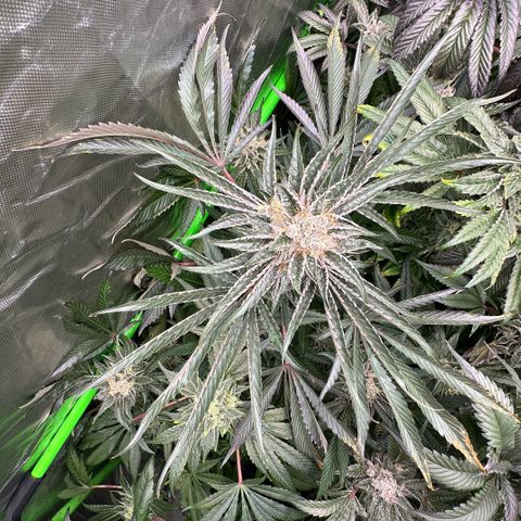 CxLAZ #11 50.28g growlog timeline photo