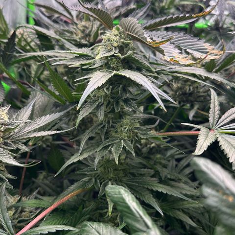 CxLAZ #20 13.7g growlog timeline photo