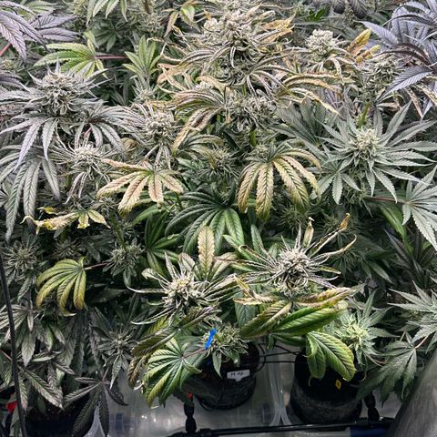 Misc x (LA Kush x Zkittles) #26 60.7g growlog timeline photo