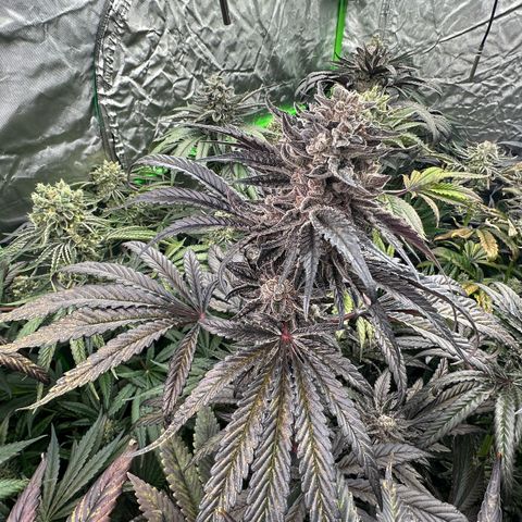 Misc x (LA Kush x Zkittles) #22 34.14g growlog timeline photo