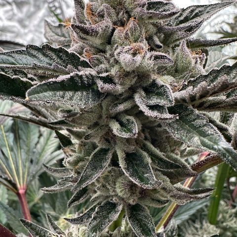 Misc x (LA Kush x Zkittles) #10 growlog timeline photo