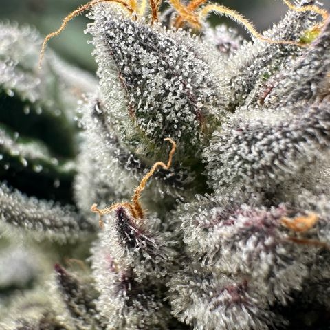 CxLAZ #03 45.52g growlog timeline photo