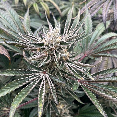 CxLAZ #16 50.72g growlog timeline photo