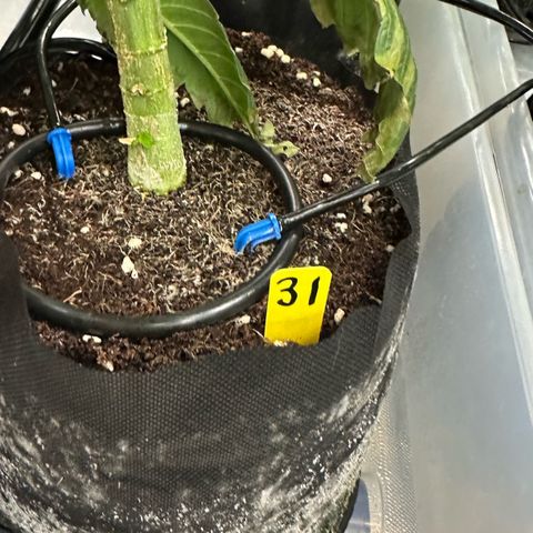 CxLAZ #31 58.75g growlog timeline photo