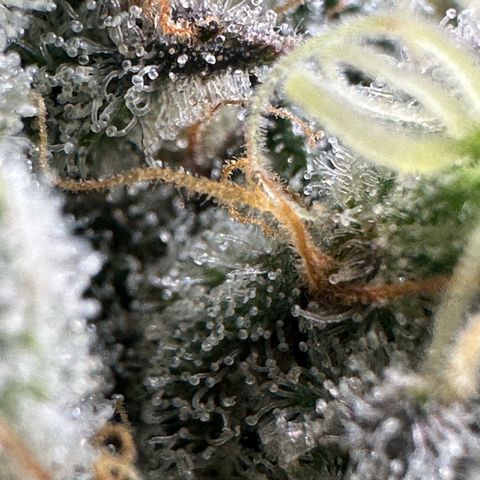 CxLAZ #15 52g growlog timeline photo