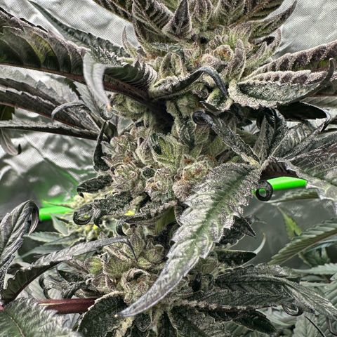 Misc x (LA Kush x Zkittles) #27 33.12g growlog timeline photo