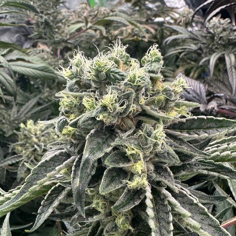 CxLAZ #16 50.72g growlog photo: Possible fox tailing
