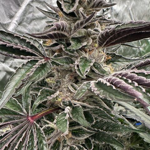 CxLAZ #03 45.52g growlog timeline photo