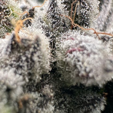 Misc x (LA Kush x Zkittles) #29 25.69g growlog timeline photo