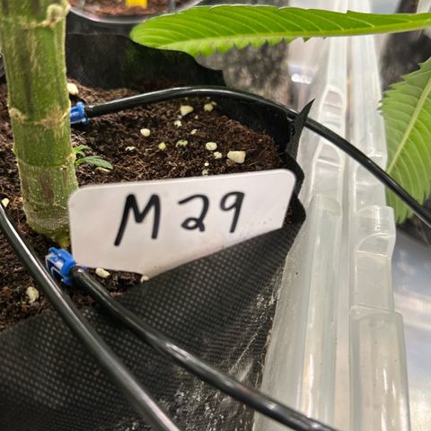 Misc x (LA Kush x Zkittles) #29 25.69g growlog timeline photo