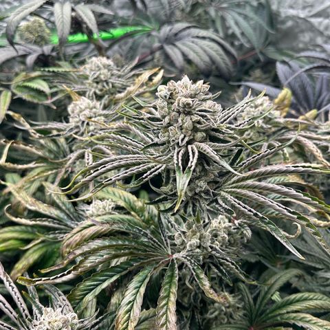 Misc x (LA Kush x Zkittles) #26 60.7g growlog timeline photo