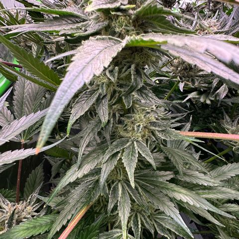 CxLAZ #20 13.7g growlog timeline photo