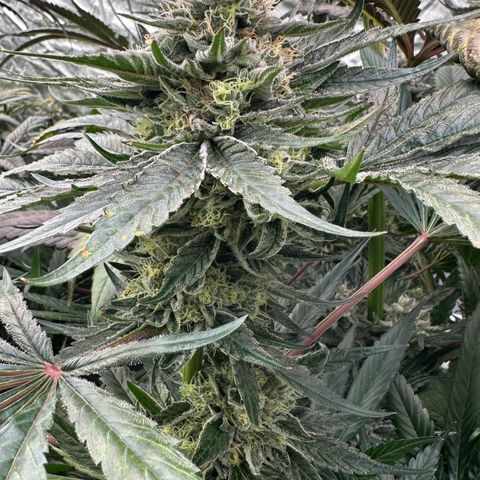 CxLAZ #14 53.59g growlog timeline photo