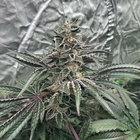 Misc x (LA Kush x Zkittles) #37 42.26g growlog timeline photo