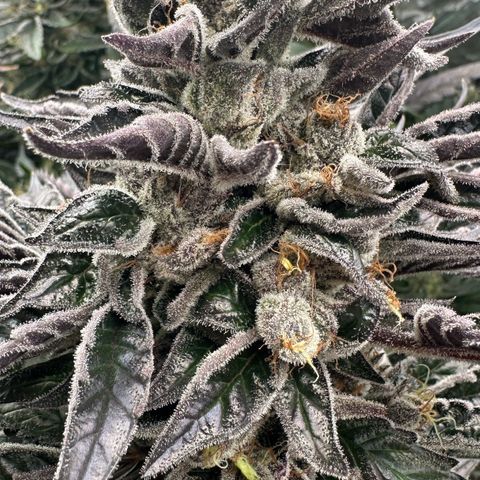 CxLAZ #03 45.52g growlog timeline photo