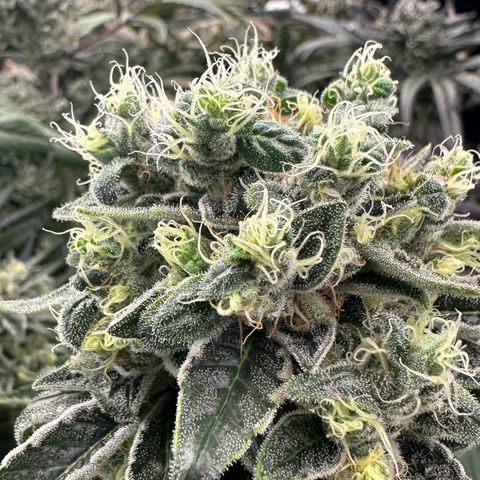 CxLAZ #16 50.72g growlog photo: Possible fox tailing