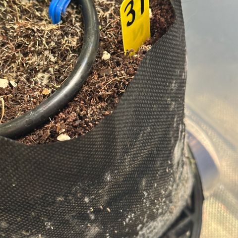 CxLAZ #31 58.75g growlog timeline photo