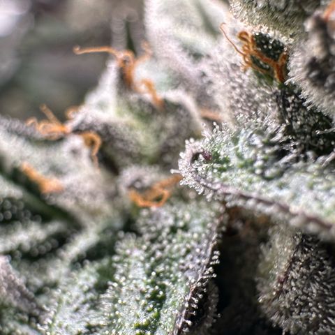 Misc x (LA Kush x Zkittles) #05 growlog timeline photo