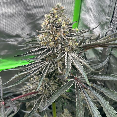 CxLAZ #24 37.13g growlog timeline photo