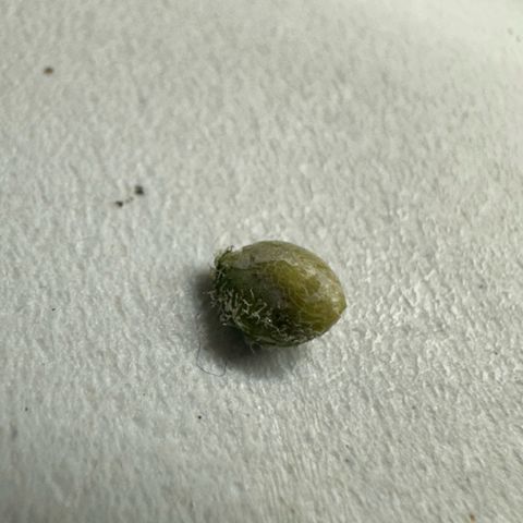 CxLAZ #16 50.72g growlog photo: First seed