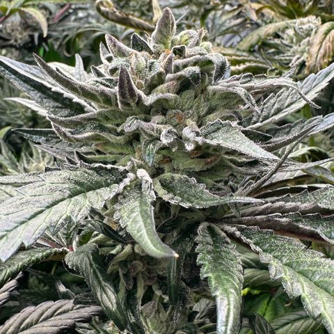 Misc x (LA Kush x Zkittles) #33 19.08g growlog timeline photo