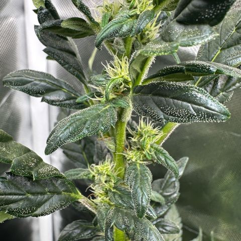 Auto Think Different  #3 growlog timeline photo