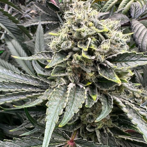 CxLAZ #15 52g growlog timeline photo