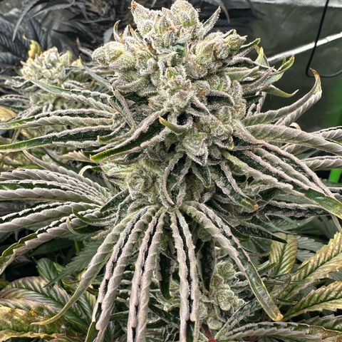 Misc x (LA Kush x Zkittles) #26 60.7g growlog timeline photo