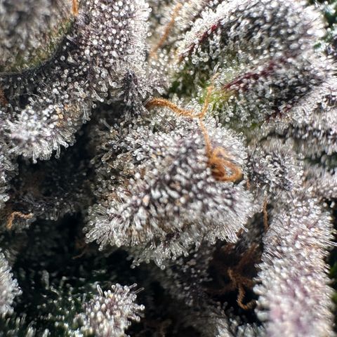 Misc x (LA Kush x Zkittles) #27 33.12g growlog timeline photo