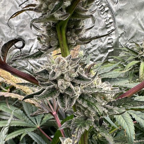 Misc x (LA Kush x Zkittles) #29 25.69g growlog timeline photo